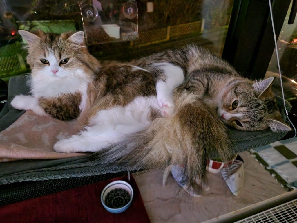 Nadines Katzen - Ellie und Dina auf einer Hängematte liegend, die am Fenster befestigt ist.