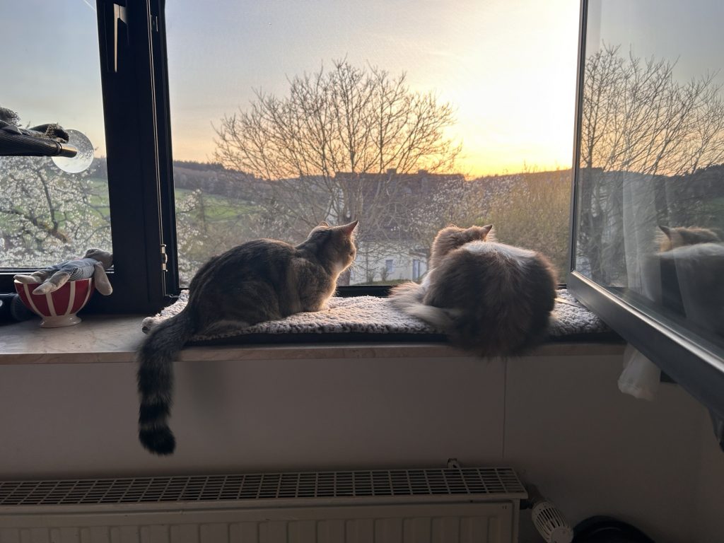 Nadines Katzen Dina und Ellie sitzen am offenen Fenster auf der Fensterbank und schauen bei Sonnenuntergang nach draußen und beobachten Vögel.
